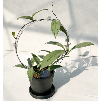 【一点もの販売】【ねこチップ】ホヤ プビカリクス シルバーゴースト Hoya Pubicalyx silver ghost 希少 レア BLACK PLASTIC POT 4号 ねこチップ クリア トレリス 支柱 3