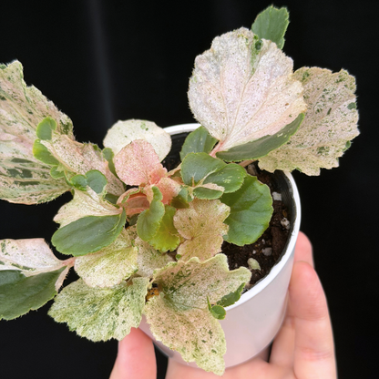 【一点もの】ベゴニア ククラータ ピンク斑入り begonia cucullata Pink variegated 希少 レア