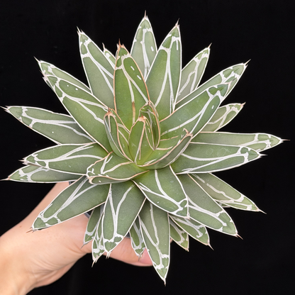 【一点もの】アガベ ビクトリアレジーナ "笹の雪" 3号 ロング SMOKED PLANTER T95 いぶし瓦と同じ製法を用いたテラコッタ鉢