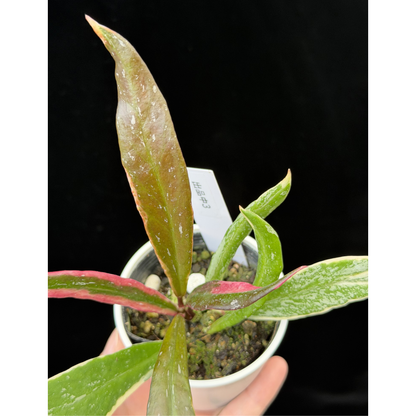 【一点もの】Hoya Pubicalyx Pink Silver albomarginata splash 希少 レア 3