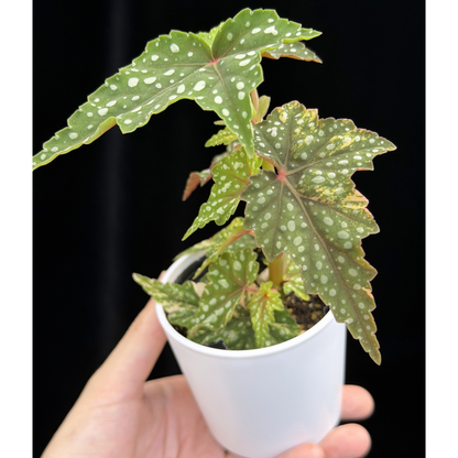 【一点もの】ベゴニア 出雲の煌星 斑入り Izumo no Kiraboshi variegated 希少 激レア