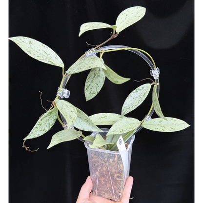 【一点もの】ホヤ プビカリクス シルバーゴースト Hoya Pubicalyx silver ghost  希少 レア ねこチップ ネガミエル3号 クリア支柱Mサイズ 2