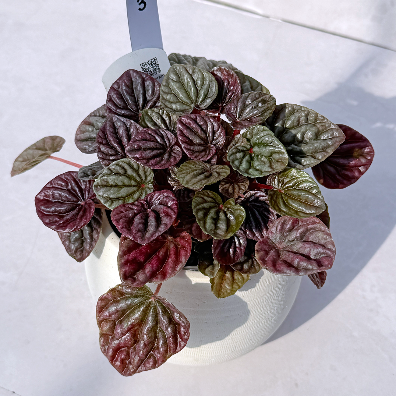 【一点もの販売】ペペロミアカペラータ 4号 陶器鉢カバー 白 3