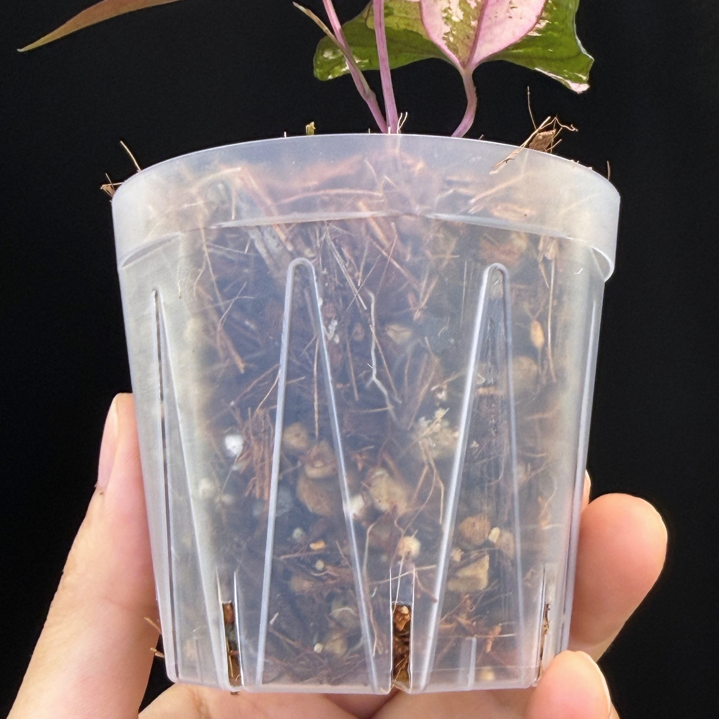 【一点もの】 Dioscorea filiformis ‘Gamma Ray’　ねこチップSS植え