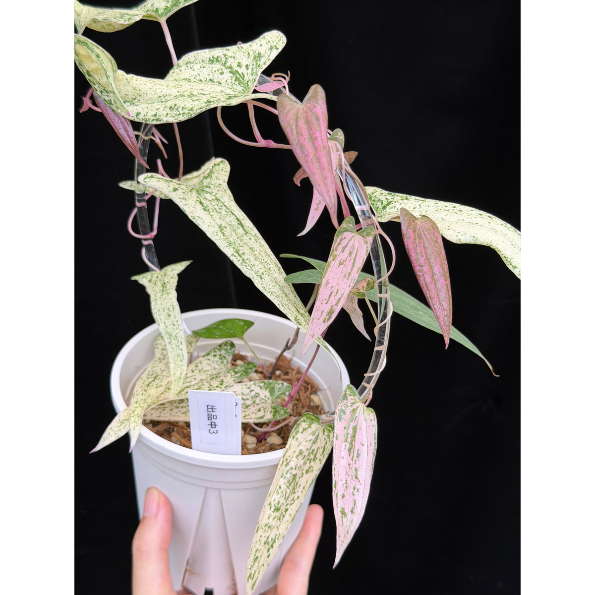 【一点もの】Dioscorea garrettii ‘Pixel’　ねこチップSS植え 激レア 3