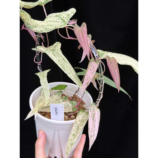 【一点もの】Dioscorea garrettii ‘Pixel’　ねこチップSS植え 激レア 3