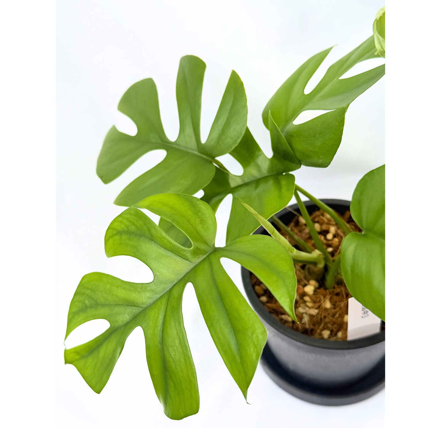 【一点もの】ヒメモンステラ 4号 BLACK PLASTIC POT 受け皿付き ねこチップ 3
