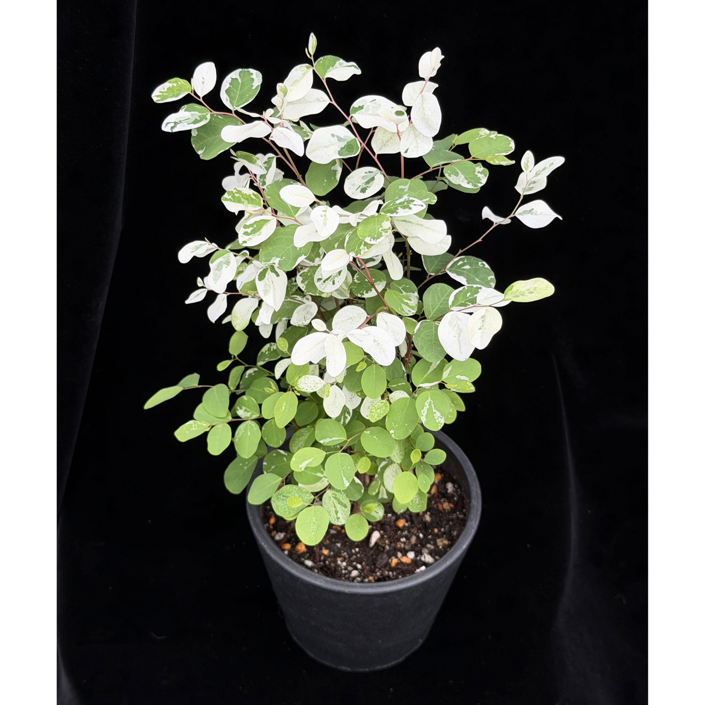 【一点もの】ヨウシュコバンノキ 4号 BLACK PLASTIC POT 受け皿付き