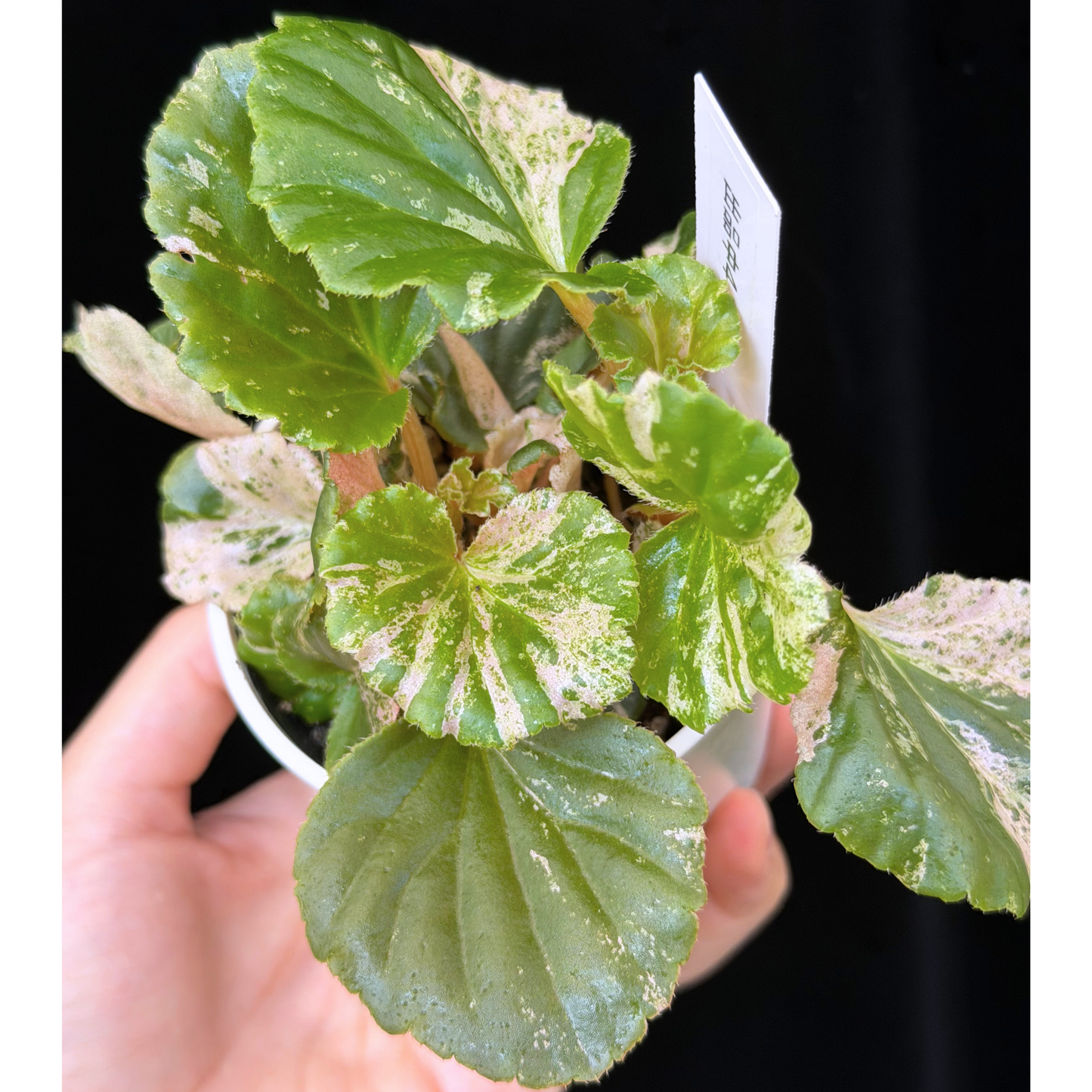 【一点もの】ベゴニア ククラータ ピンク斑入り begonia cucullata Pink variegated 希少 レア 4