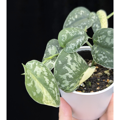 【一点もの】スキンダプサス ピクタス マヤリ Scindapsus Pictus variegata “ｍayari “