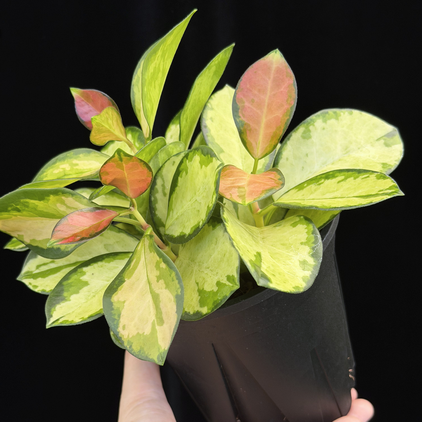 【一点もの】ホヤ オーストラリス リサ 3株植え 4号 ねこチップ