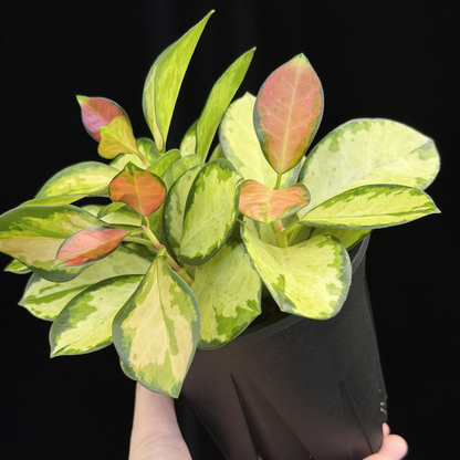 【一点もの】ホヤ オーストラリス リサ 3株植え 4号 ねこチップ