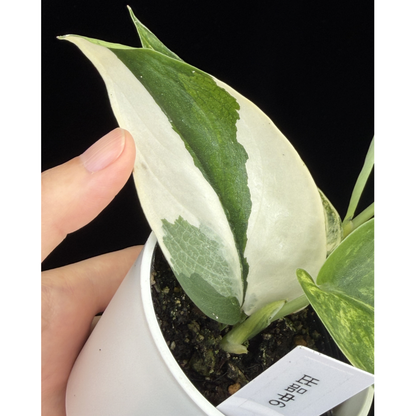 【一点もの】スキンダプサス ジェイドサテン オーレア Scindapsus jadesatin aurea 6