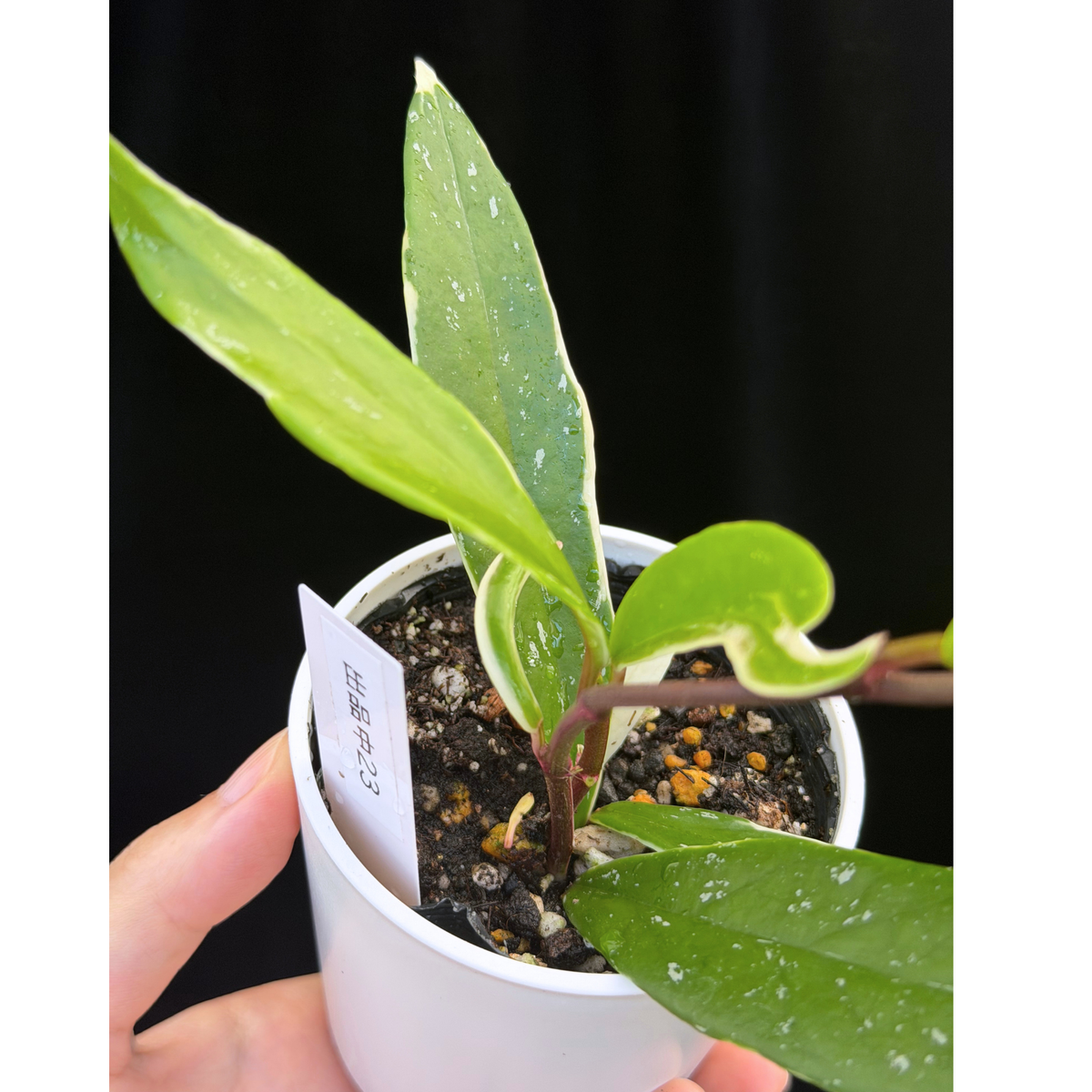 【一点もの】ホヤ プビカリクス ピンクシルバー アルボマギナータ スプラッシュ Hoya Pubicalyx pink silver albomarginata splash 希少 レア