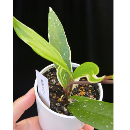 【一点もの】ホヤ プビカリクス ピンクシルバー アルボマギナータ スプラッシュ Hoya Pubicalyx pink silver albomarginata splash 希少 レア