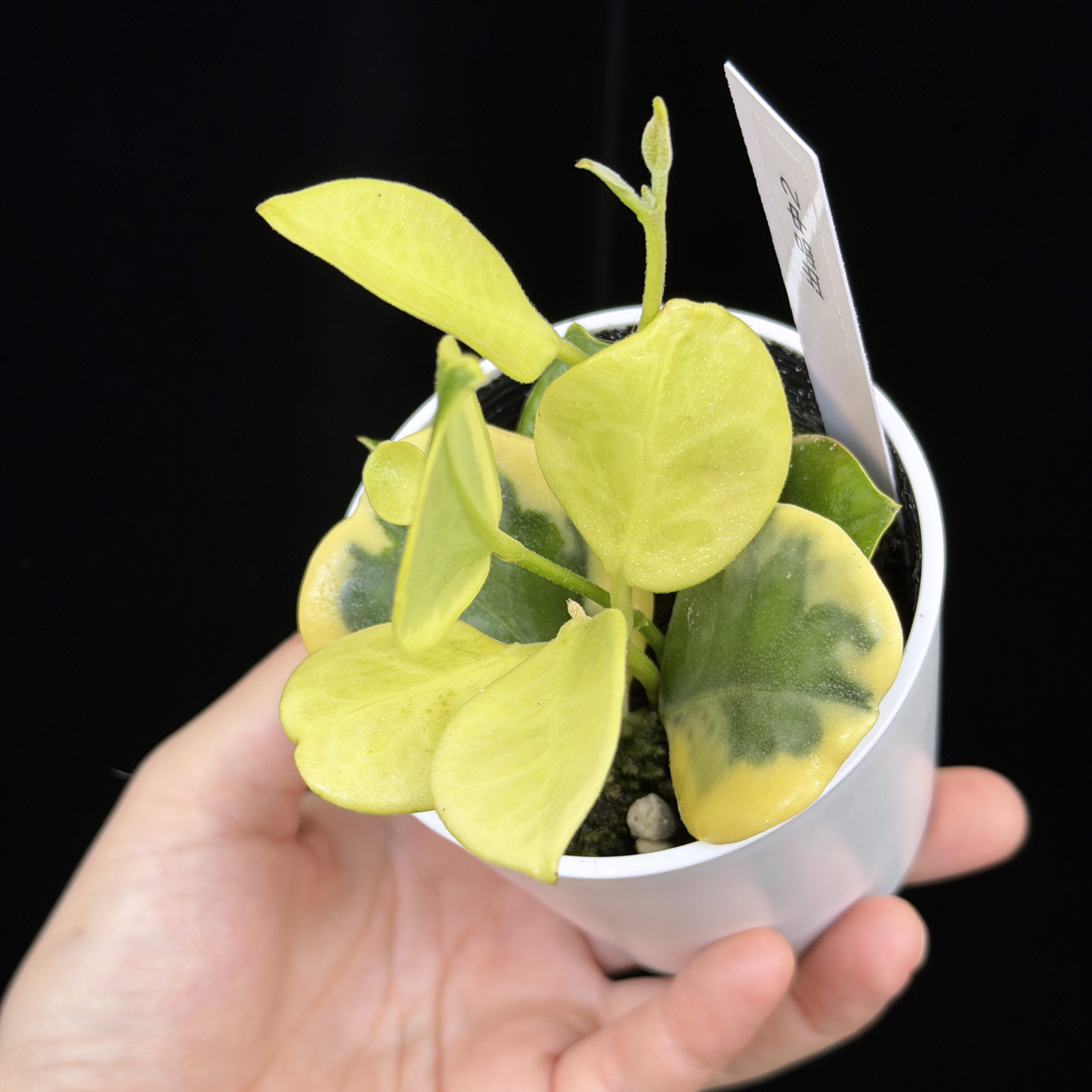【一点もの】ホヤ オーストラリス ホワイトマージン Hoya australis 'White Margin' 2