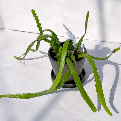 【一点もの販売】【ねこチップ】フィッシュボーンカクタス エピフィルム BLACK PLASTIC POT 4号 受け皿付き 3