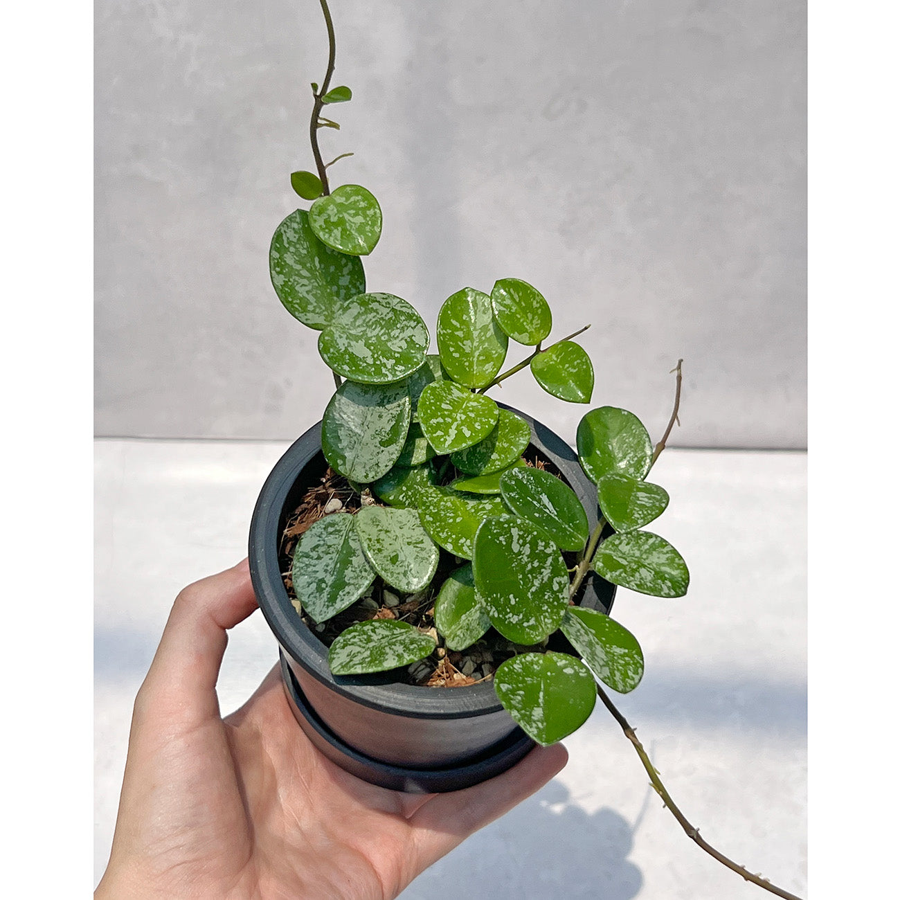 【現品販売】ホヤ マチルダ スーパースプラッシュ Hoya Mathilde super splash 3号 BLACK PLASTIC POT 黒 プラ鉢 受け皿付き ねこチップ 1