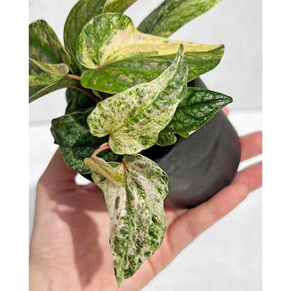 【現品販売】ピペル 斑入り Piper ‘Pink Variegated’ ピンクグリッター  直径8cm プラスチック鉢②