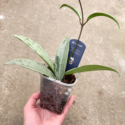 【現品販売】ホヤ プビカリクス シルバーゴースト Hoya Pubicalyx silver ghost 希少 レア ねこチップ