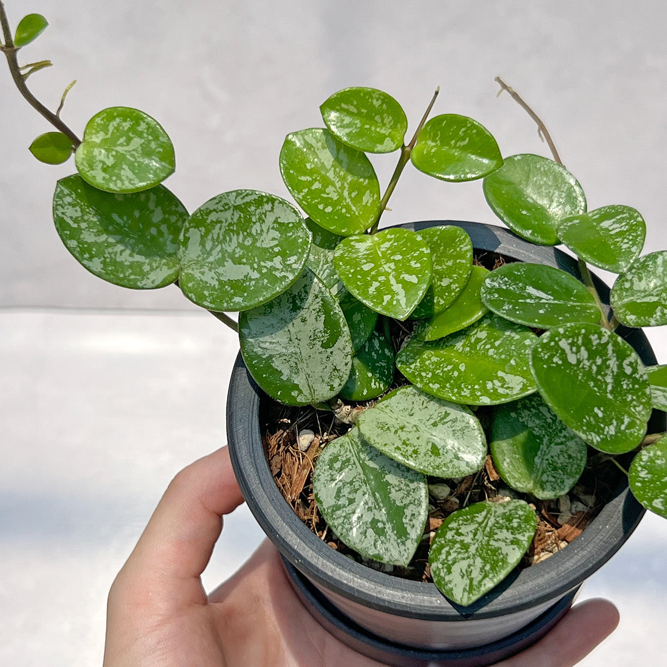 【現品販売】ホヤ マチルダ スーパースプラッシュ Hoya Mathilde super splash 3号 BLACK PLASTIC POT 黒 プラ鉢 受け皿付き ねこチップ 1