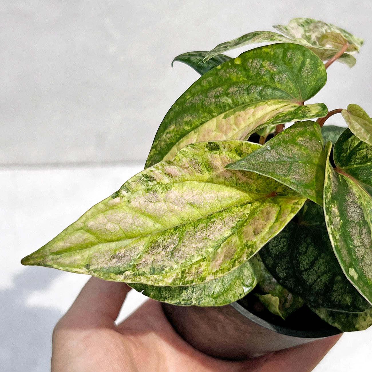 【現品販売】ピペル 斑入り Piper ‘Pink Variegated’ ピンクグリッター  直径8cm プラスチック鉢②