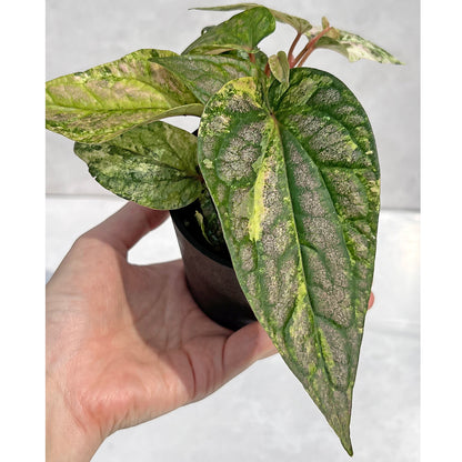 【現品販売】ピペル 斑入り Piper ‘Pink Variegated’ ピンクグリッター  直径8cm プラスチック鉢②