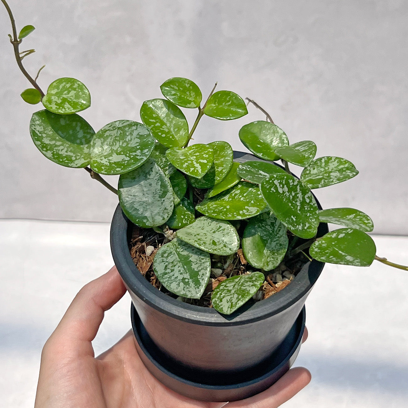 【現品販売】ホヤ マチルダ スーパースプラッシュ Hoya Mathilde super splash 3号 BLACK PLASTIC POT 黒 プラ鉢 受け皿付き ねこチップ 1