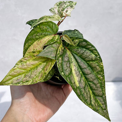 【現品販売】ピペル 斑入り Piper ‘Pink Variegated’ ピンクグリッター  直径8cm プラスチック鉢②