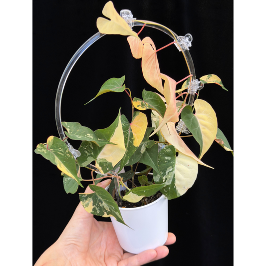 【一点もの販売】ファロピア マルチフローラ 斑入り クリア支柱Mサイズ仕立て Fallopia multiflora 'Variegata' 19