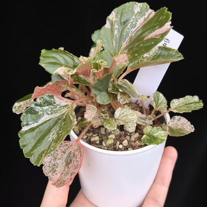 【一点もの】ベゴニア ククラータ ピンク斑入り begonia cucullata Pink variegated 希少 レア 9