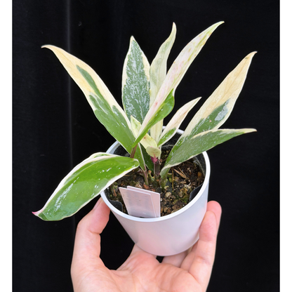 【一点もの】ホヤ プビカリクス ピンクシルバー アルボマギナータ スプラッシュ Hoya Pubicalyx pink silver albomarginata splash 希少 レア