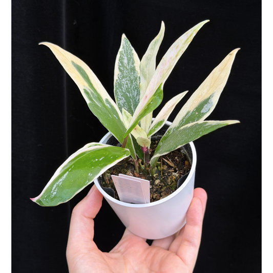 【一点もの】ホヤ プビカリクス ピンクシルバー アルボマギナータ スプラッシュ Hoya Pubicalyx pink silver albomarginata splash 希少 レア