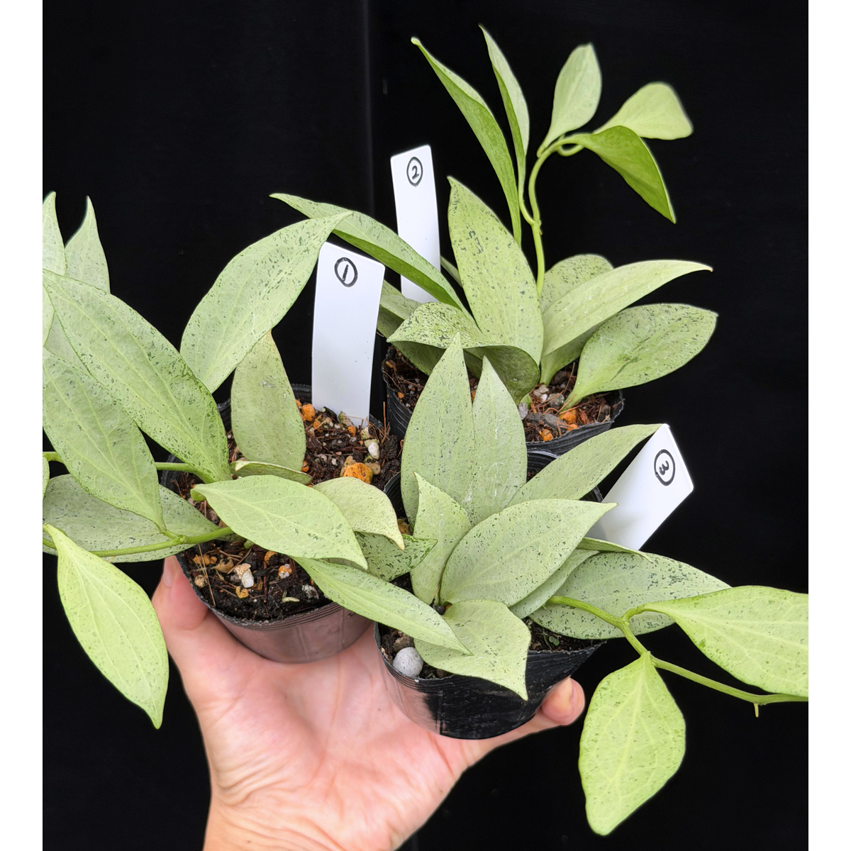 【一点もの】ホヤ・ニューギニアゴースト Hoya carnosa 'New Guinea Ghost' 【1〜3から株を選ぶ】