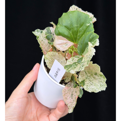 【一点もの】ベゴニア ククラータ ピンク斑入り begonia cucullata Pink variegated 希少 レア 16