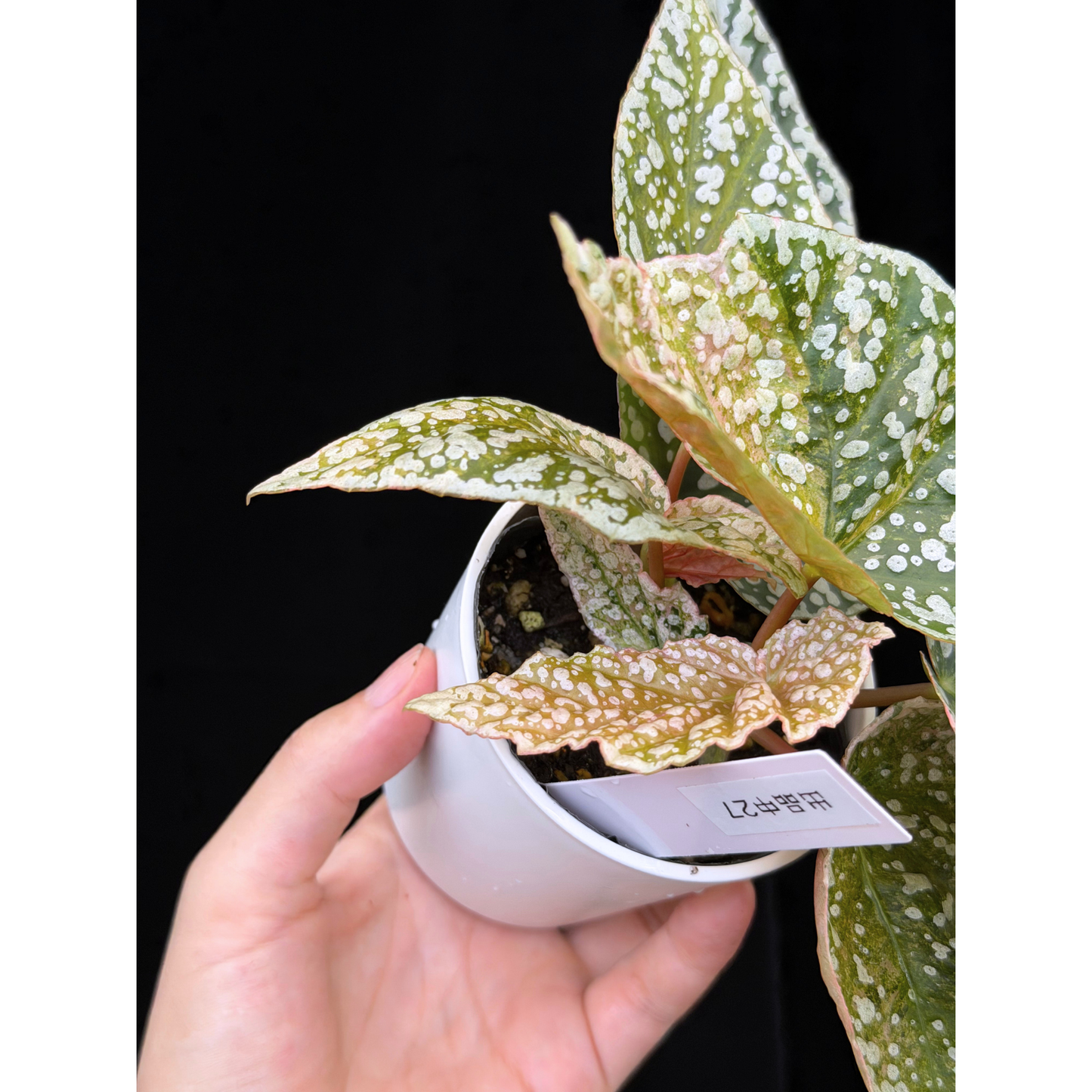 【一点もの】ベゴニア スノーキャップド ピンク斑入り Begonia Snow Capped variegata 27