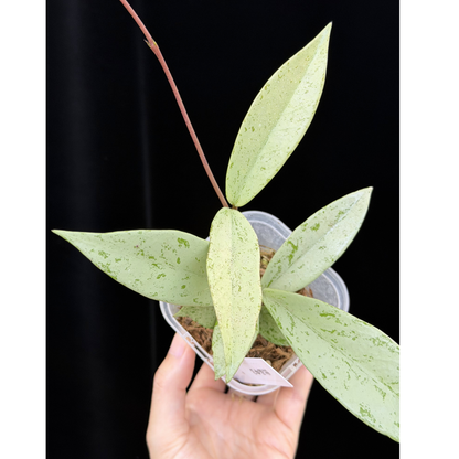 【一点もの】ホヤ プビカリクス シルバーゴースト Hoya Pubicalyx silver ghost 3号 スリット鉢 希少 レア ねこチップ 3