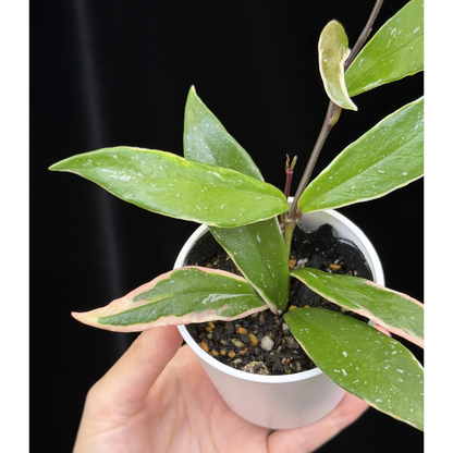 【一点もの】ホヤ プビカリクス ピンクシルバー アルボマギナータ スプラッシュ Hoya Pubicalyx pink silver albomarginata splash 希少 レア