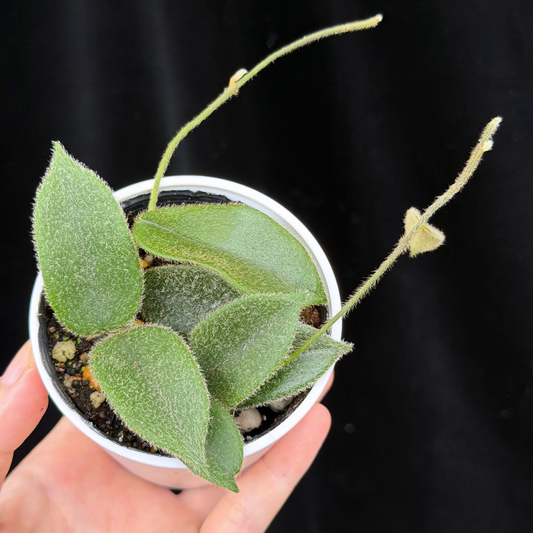 【一点もの】ホヤ トムソニー  Hoya thomsonii