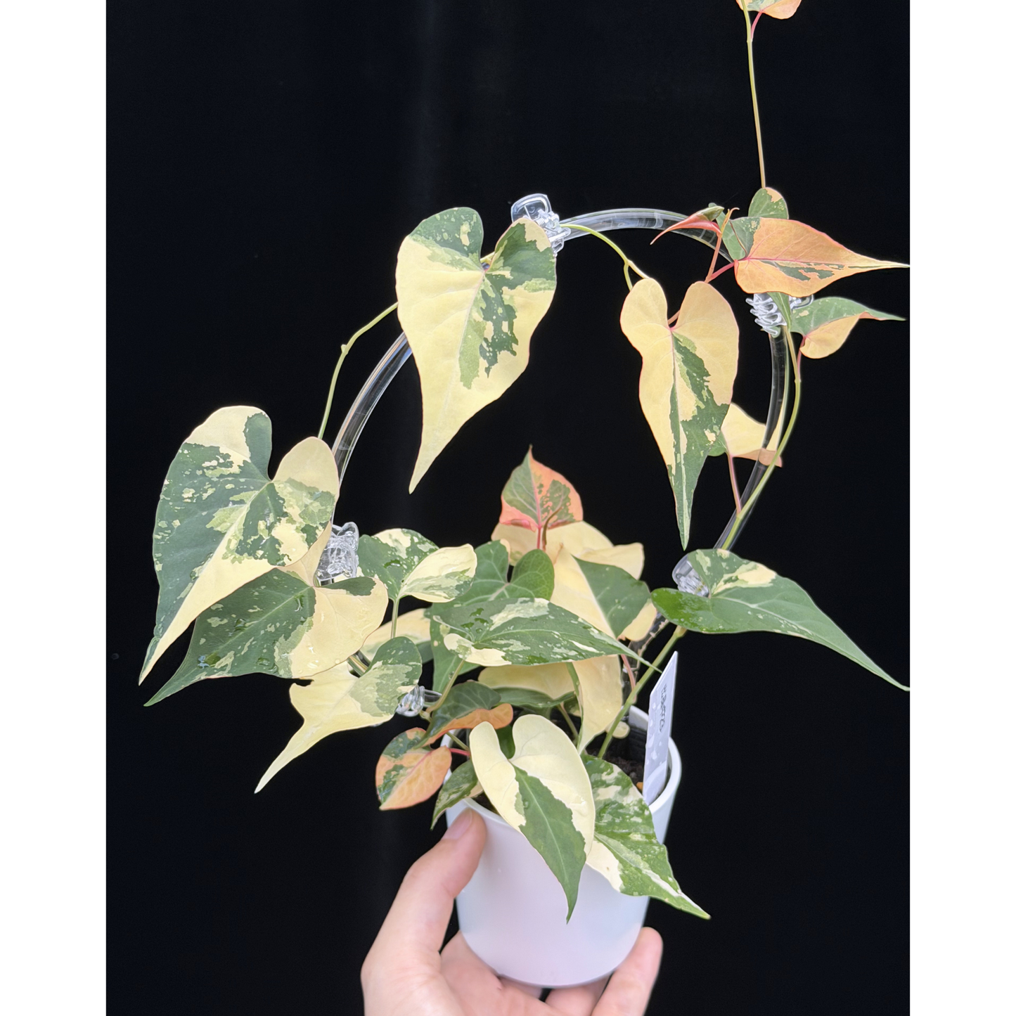 【一点もの販売】ファロピア マルチフローラ 斑入り クリア支柱Mサイズ仕立て Fallopia multiflora 'Variegata' 23