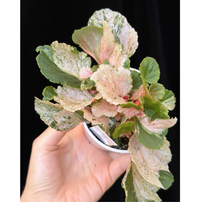 【一点もの】ベゴニア ククラータ ピンク斑入り begonia cucullata Pink variegated 希少 レア 22