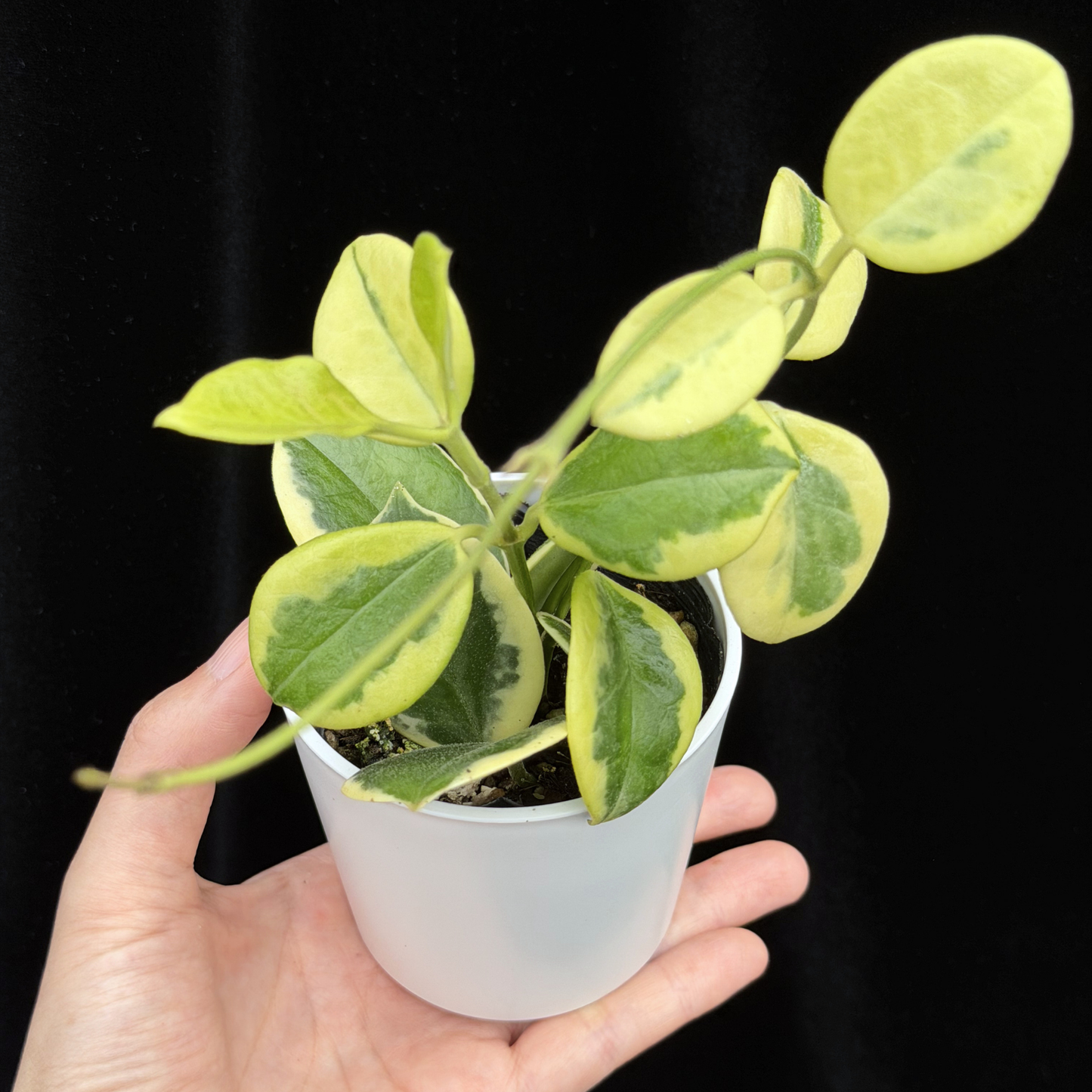 【一点もの】ホヤ オーストラリス ホワイトマージン Hoya australis 'White Margin'