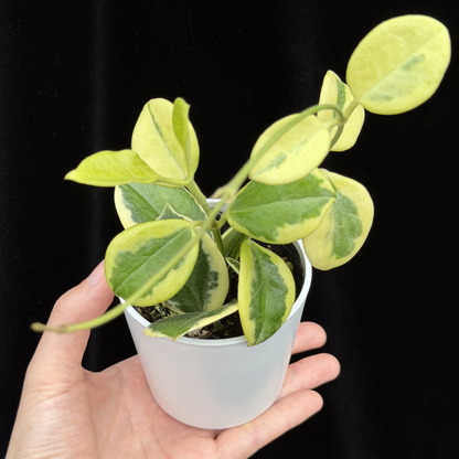 【一点もの】ホヤ オーストラリス ホワイトマージン Hoya australis 'White Margin'