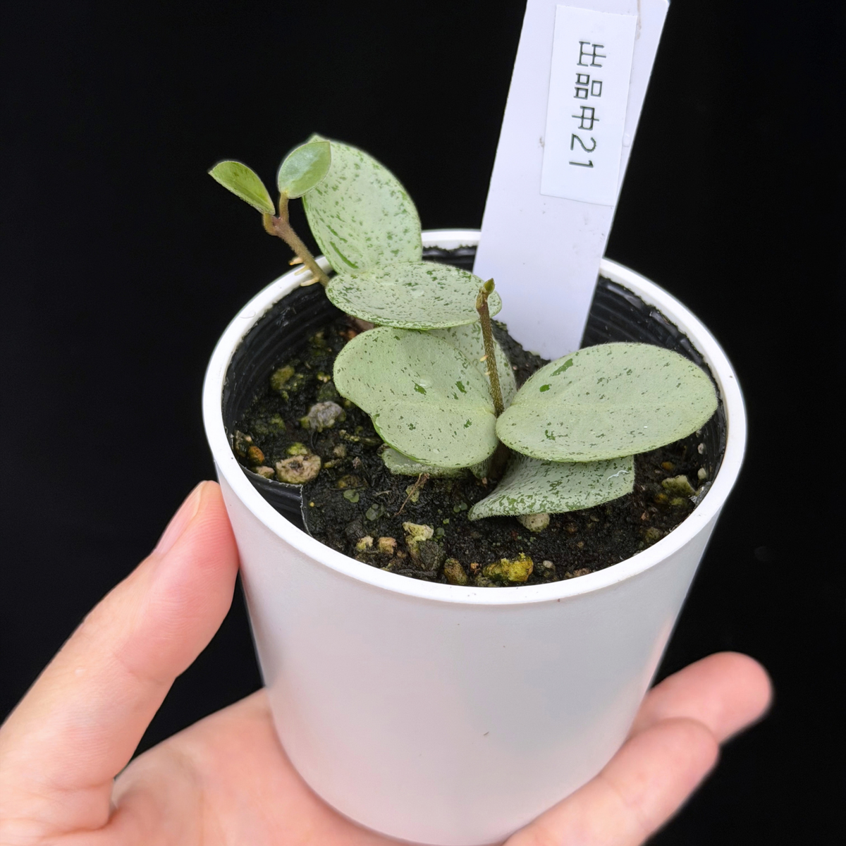 【一点もの】ホヤ マチルダ シルバー Hoya mathilde silver 希少 レア 21