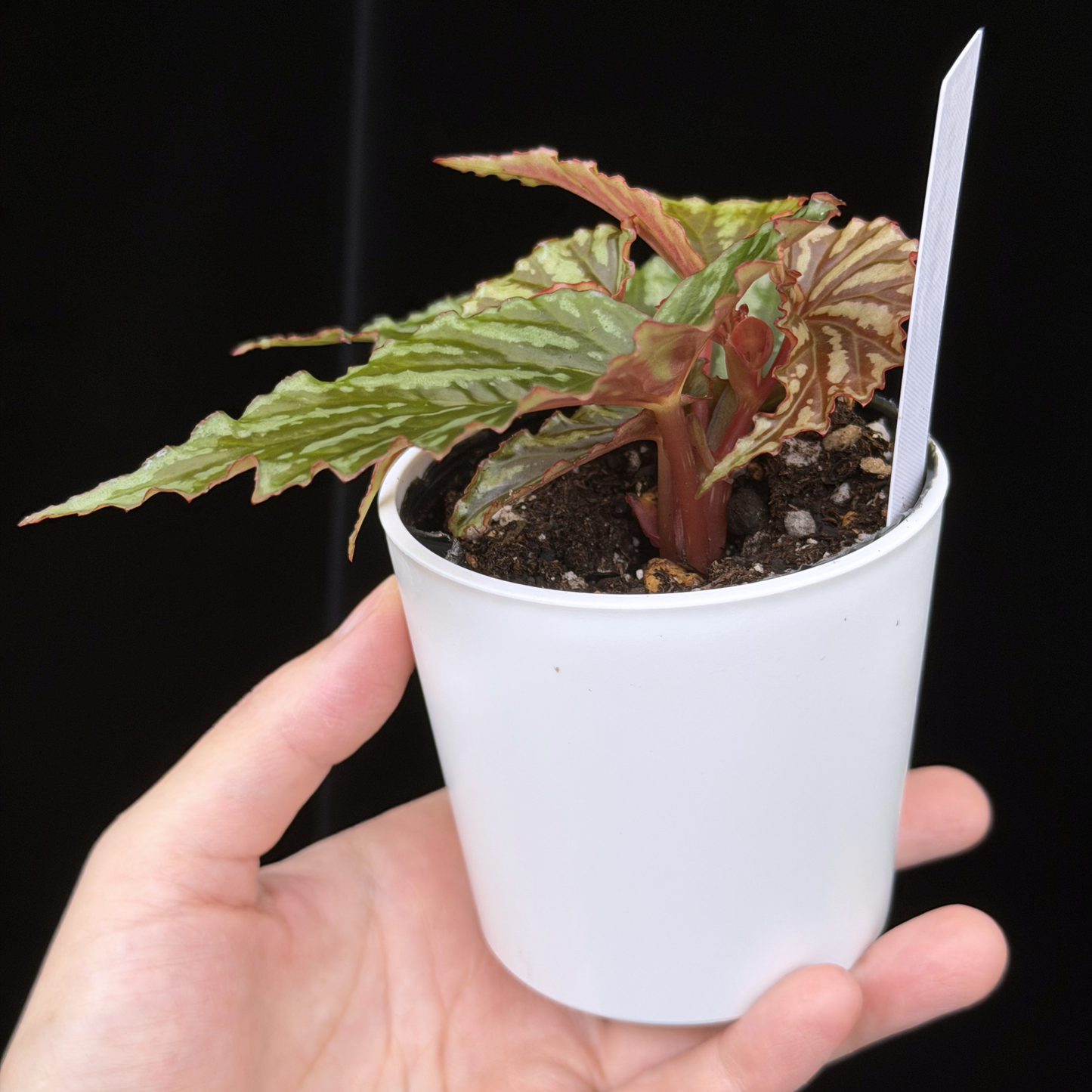 【一点もの】ベゴニア イリアンジャヤ Begonia sp.Irian jaya 18