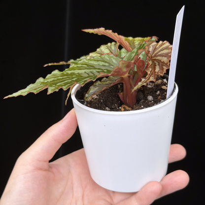 【一点もの】ベゴニア イリアンジャヤ Begonia sp.Irian jaya 18