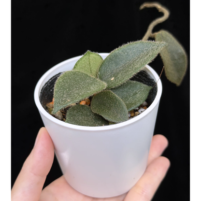 【一点もの】ホヤ トムソニー  Hoya thomsonii