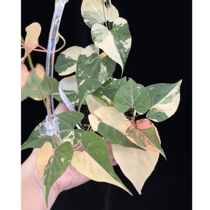【一点もの販売】ファロピア マルチフローラ 斑入り クリア支柱Mサイズ仕立て Fallopia multiflora 'Variegata' 23
