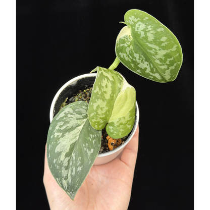 【一点もの】スキンダプサス ピクタス マヤリ Scindapsus Pictus variegata “Mayari “