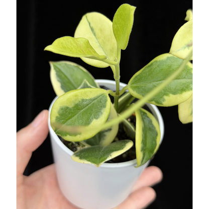 【一点もの】ホヤ オーストラリス ホワイトマージン Hoya australis 'White Margin'